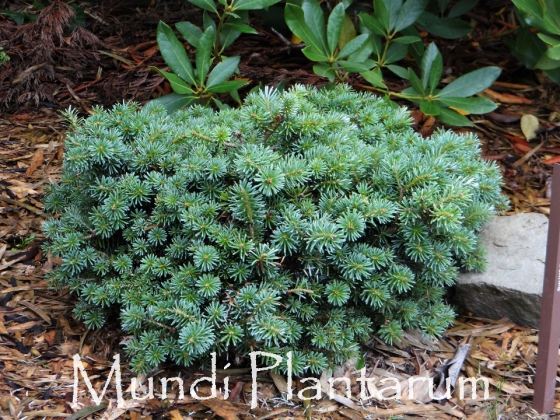 Abies Koreana 'Blauer Eskimo' | Mundi Plantarum